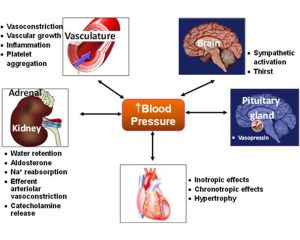 Hypertension Tests (High Blood Pressure)